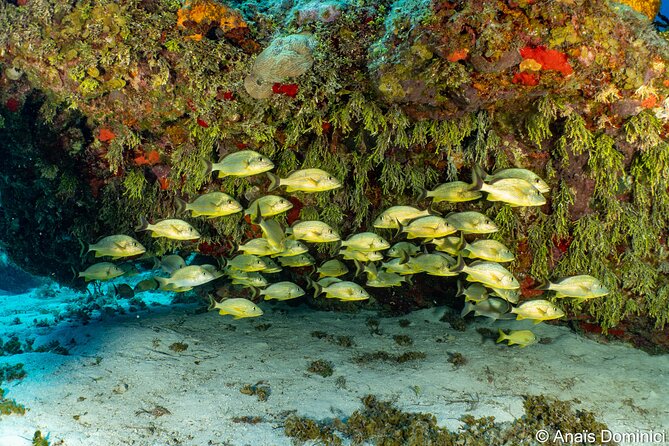 Discover Scuba Diving at Cozumel Marine Park - Who will enjoy this most