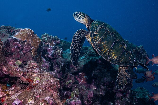 Discover Scuba Diving Class from Lahaina - What to bring and how to plan your day