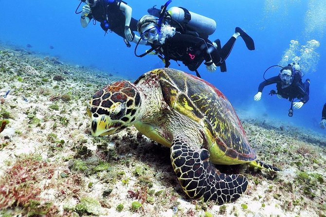 Discover Scuba Diving Course in Playa del Carmen with Two Coral Reef Dives - The sea life is the reward for staying calm