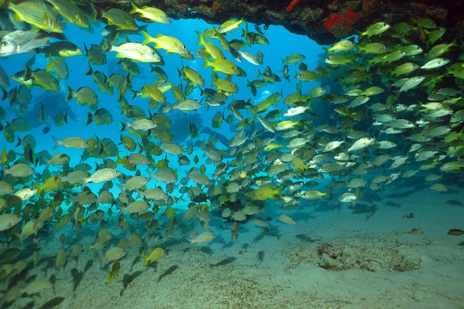 Discover Scuba Diving Course in Playa del Carmen with Two Coral Reef Dives - My take on the instruction and first-timer support