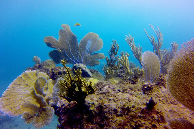 Discover Scuba Diving - DSD - The boat outing to 12 meters