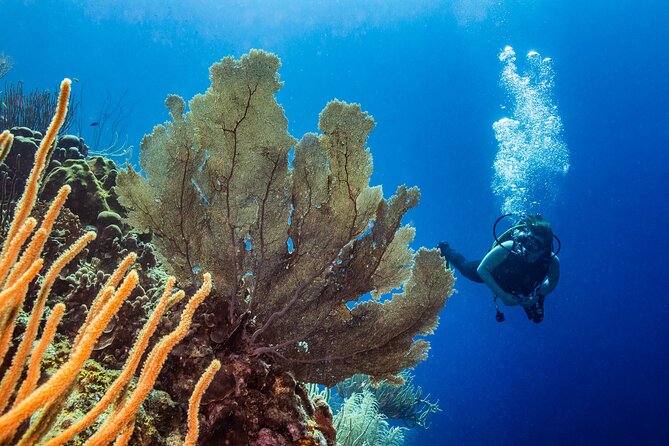 Discover Scuba Diving Experience - Guides, patience, and the human side of learning