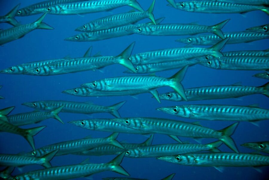 Discover Scuba Diving Experience - Health, comfort, and what to pack