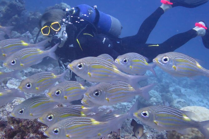 Discover Scuba Diving Experience- Bel Ombre - A three-hour introduction for first-time scuba users