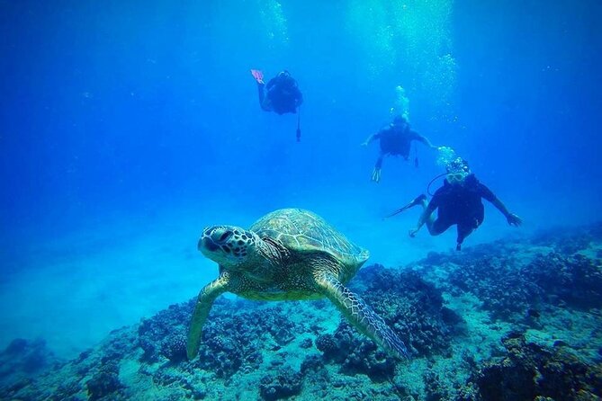 DISCOVER Scuba Diving Experience in Honolulu - What the Honolulu scuba session really offers