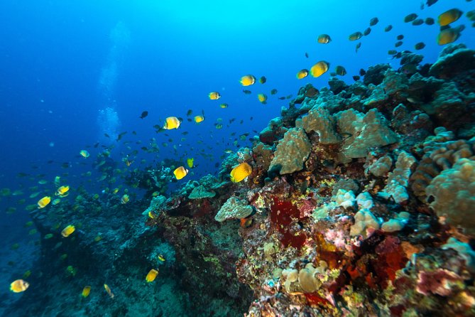 DISCOVER Scuba Diving Experience in Honolulu - Is $141.10 a fair price?