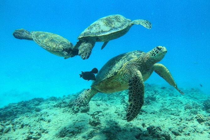 DISCOVER Scuba Diving Experience in Honolulu - Turtle Canyon and the first look below Waikiki