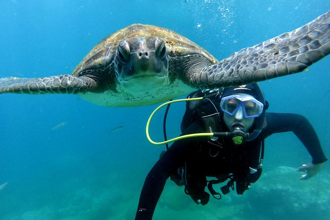 Discover Scuba Diving Experience in Turtle Habitat - Starting at Puerto Colón in Costa Adeje