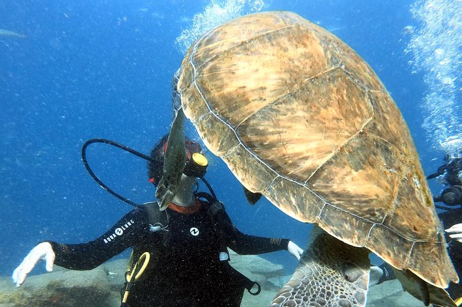 Discover Scuba Diving Experience in Turtle Habitat - Is $132.03 a fair price?