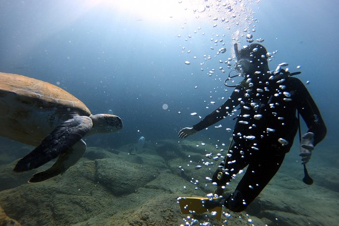 Discover Scuba Diving Experience in Turtle Habitat - Walking two minutes to the boat