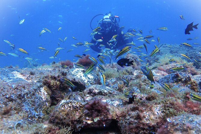 Discover Scuba Diving . First Experience underwater - Seeing Fish Near the Beach