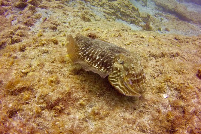 DISCOVER SCUBA DIVING - First step to your certification - Tenerife’s underwater wildlife adds real appeal
