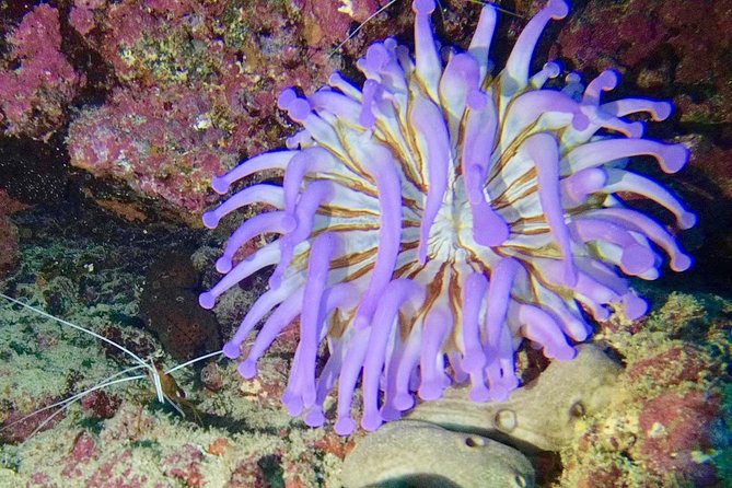 DISCOVER SCUBA DIVING - First step to your certification - Equipment, comfort, and practical support