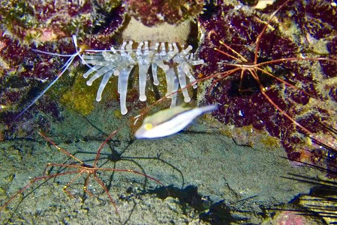 DISCOVER SCUBA DIVING - First step to your certification - Who should book this experience