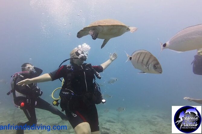 Discover Scuba Diving, free pictures included - From practice to Tenerife’s volcanic seabed