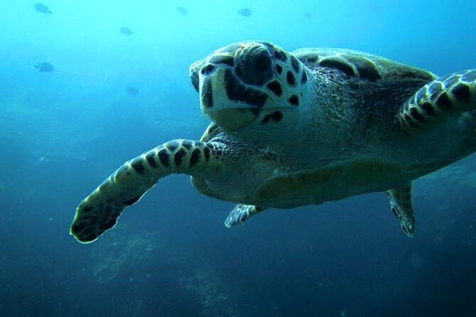 Discover Scuba Diving from a Fishing Village - Starting at Qantab’s quiet fishing beach