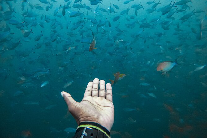 Discover SCUBA Diving in Beautiful Unawatuna Bay - The value of a three-hour introduction