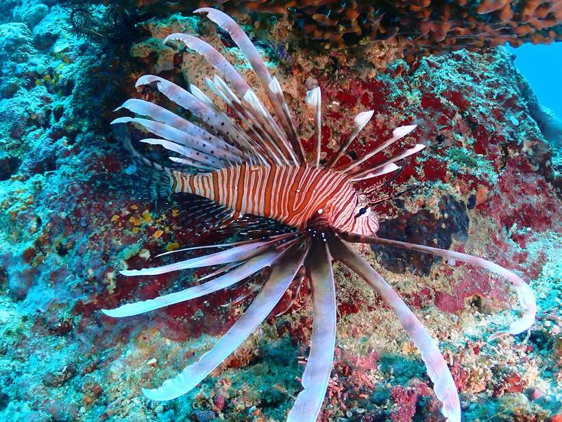 Discover Scuba Diving in Boracay - The briefing that makes beginners feel calmer