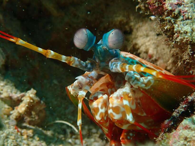 Discover Scuba Diving in Boracay - Marine life and the value of the photos