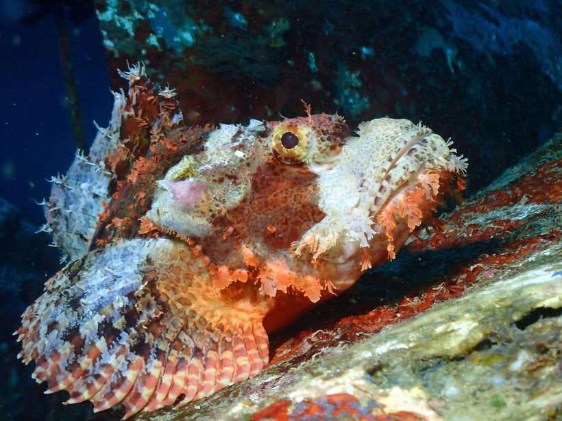 Discover Scuba Diving in Boracay - What $49 buys you