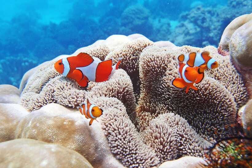 Discover Scuba Diving in Boracay - Who will enjoy this most