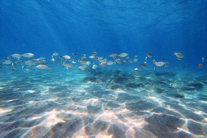 Discover Scuba Diving in Costa Calma - Key points to know before booking