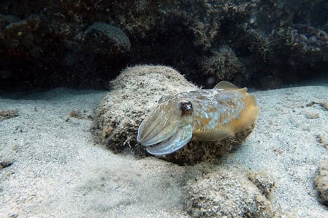 Discover Scuba Diving in Costa Calma - Is the $102.80 price good value?
