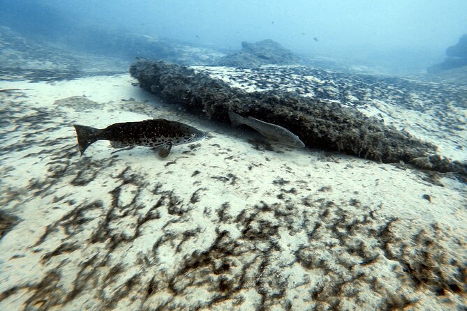 Discover Scuba Diving in Costa Calma - Who should book this Costa Calma experience?
