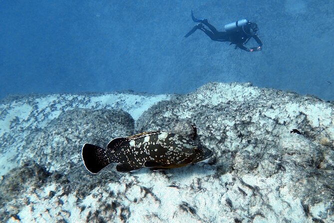 Discover Scuba Diving in Costa Calma - Learning the equipment before the main session