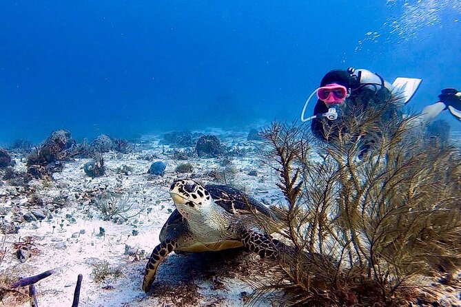 Discover Scuba Diving in Cozumel - Learning the Equipment Before Entering the Water