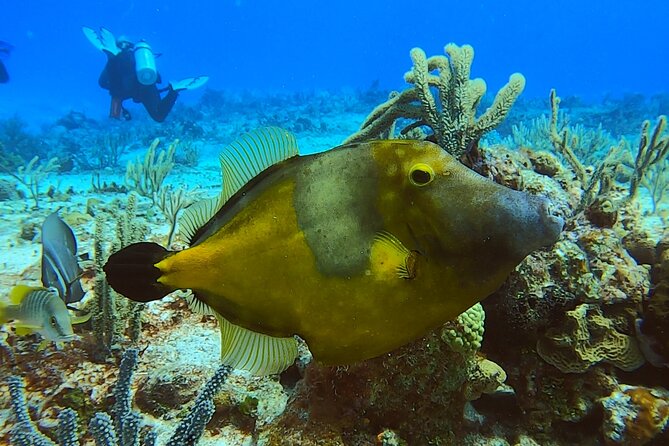 Discover Scuba Diving in Cozumel - The Main 40 to 50 Minute Underwater Session
