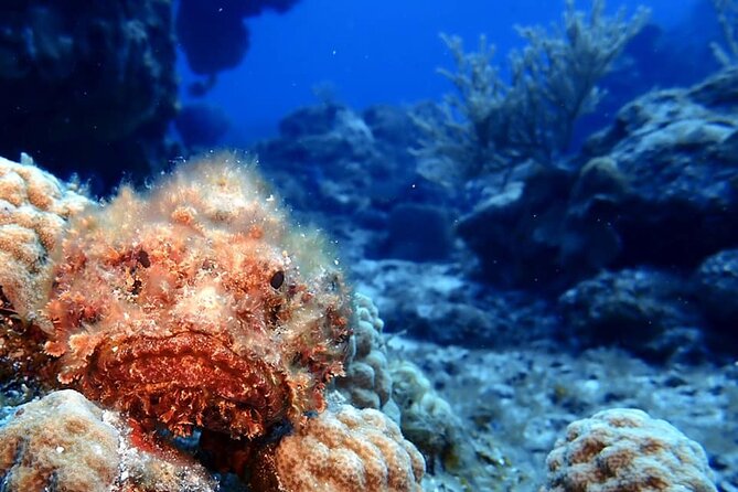 Discover Scuba Diving in Cozumel - Booking, Weather, and Cancellation Details