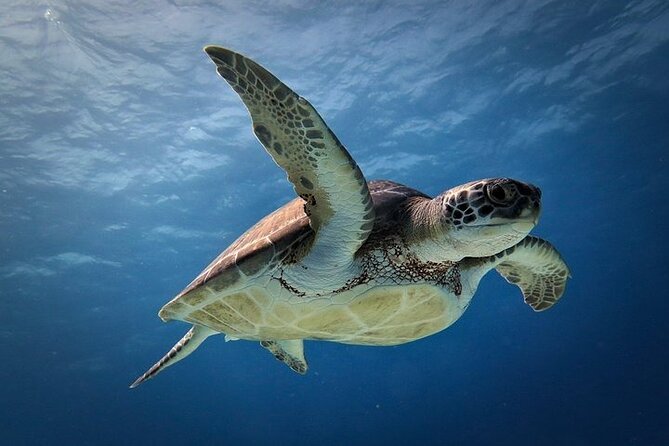 Discover Scuba Diving in Cozumel Paradise Reef - Value, flexibility, and the limits of the program