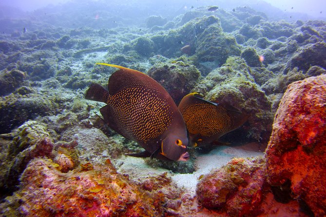 Discover Scuba Diving in Curacao - What the small group changes
