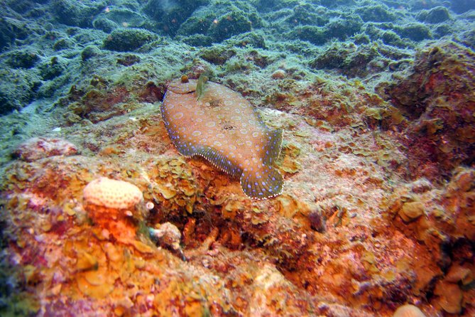 Discover Scuba Diving in Curacao - Who will get the most from this experience
