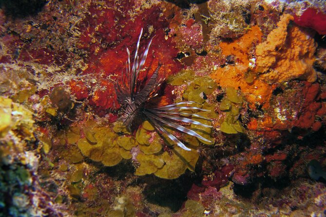 Discover Scuba Diving in Curacao - Should you book the Curacao Discover Scuba experience?