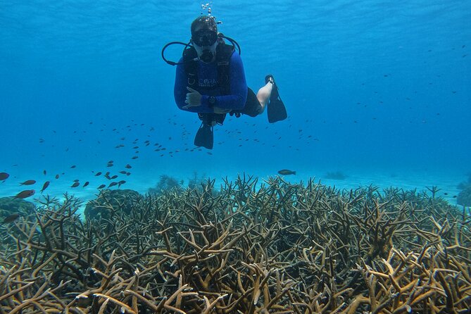 Discover Scuba Diving in Diver's Paradise! - Who should choose this experience