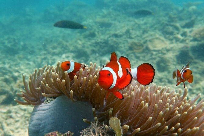 Discover Scuba diving in El Nido - Who should choose this El Nido outing