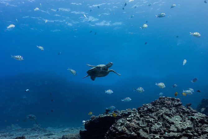 Discover Scuba Diving in Hawaii - Non certified divers! - Two shallow sessions in Hawaiian waters