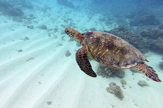 Discover Scuba Diving in Hawaii - Non certified divers! - Why the small group matters