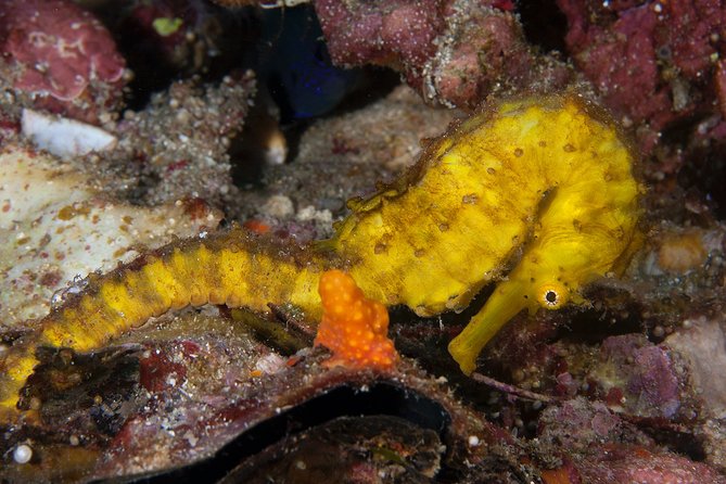 Discover Scuba Diving in Koh Lanta, Thailand - The morning lesson and equipment briefing