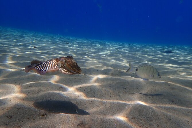Discover Scuba Diving in Lanzarote (Costa Teguise) - Forty minutes at a maximum of 5 meters