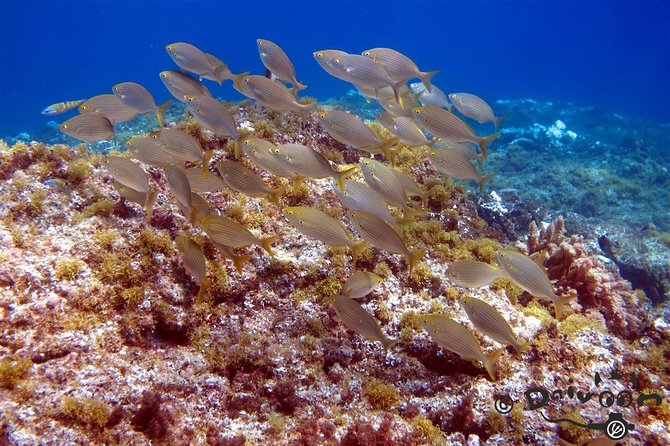 Discover Scuba Diving in Lanzarote (Costa Teguise) - The value of the $96.75 price