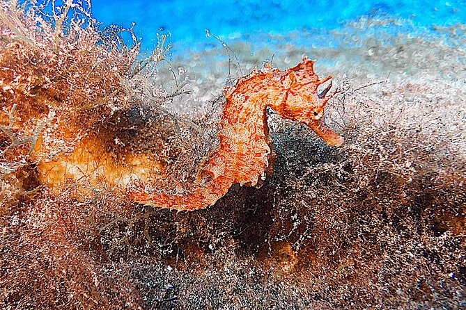Discover Scuba Diving in Lanzarote (Costa Teguise) - Timing, pickup, and cancellation