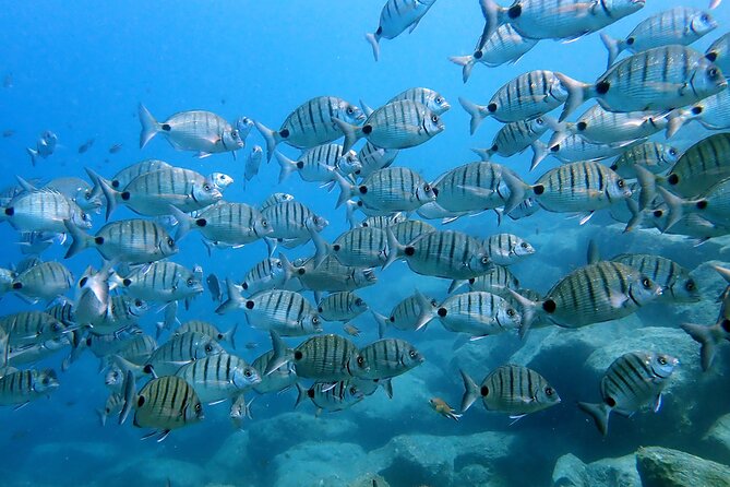 Discover Scuba Diving in Lanzarote (Costa Teguise) - Meeting Goetz, Liam, and the teaching team