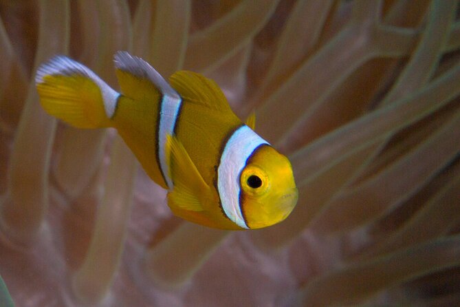 Discover Scuba Diving in Mauritius - Step one: a 20 to 30-minute lesson on land