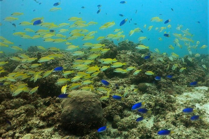 Discover Scuba Diving in Mauritius - Why the small instructor ratio matters