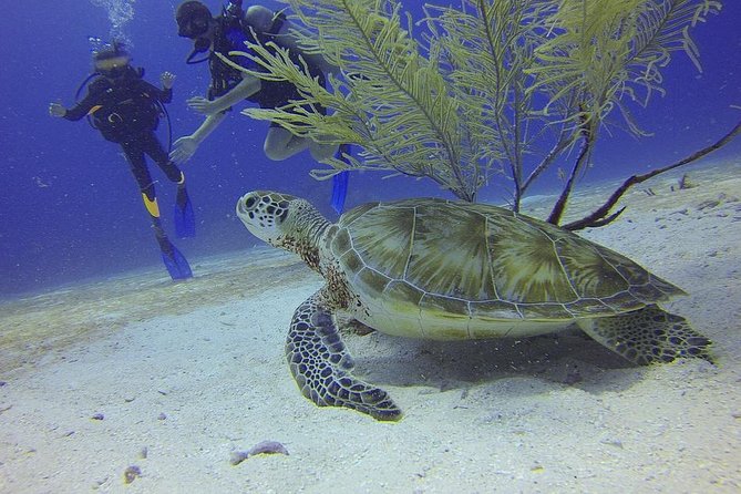 Discover Scuba Diving in Montego Bay - Starting at 7:30 am in Montego Bay