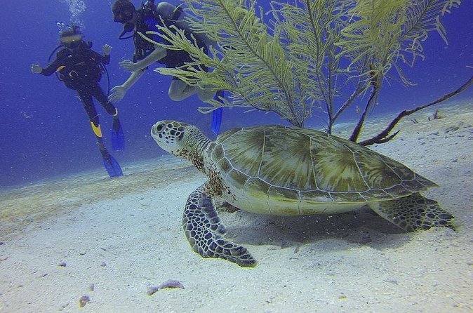 Discover Scuba Diving in Montego Bay - Moving to the shore-based open-water session