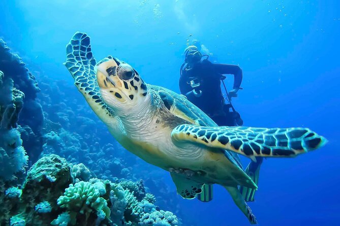 Discover Scuba Diving in Montego Bay-TWO Tank (First time Diving) - A first underwater lesson in Montego Bay